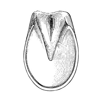 Narrow hoof of a horse, lateral internal section showing bone alignment, wall, sole, and contracted shape, black and white engraving, old vintage illustration, 1889.
