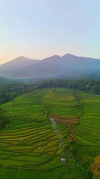 Aerial view of Senaru Rice Fields with lush green terraced paddies and mountains under a soft sky in Bayan, West Nusa Tenggara, Indonesia.