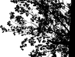 Fototapeta premium Vector illustration of a natural large oak branch