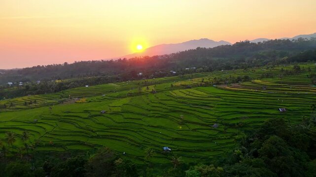 Aerial view of Senaru Rice Fields with lush green terraces and mountains during a golden sunset in Bayan, West Nusa Tenggara, Indonesia.