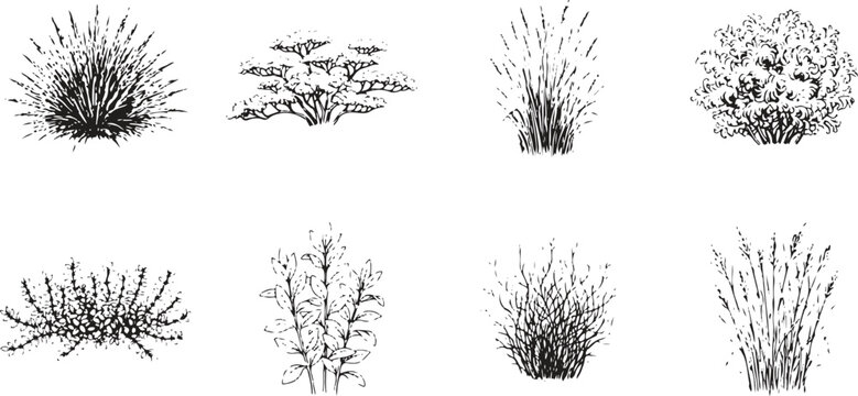 Black and white botanical illustration of various plants and grasses