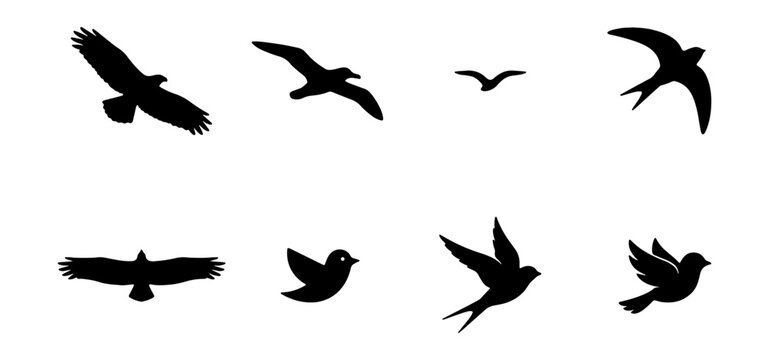 Silhouette Bird Collection: Flying Eagles, Swallows, Seagulls, Vector Icons