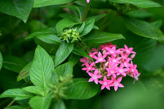 Pentas lanceolata with pink star-shaped flower clusters and green opposite leaves, Huashan 1914 Cultural Park, Zhongzheng District, Taipei, Taiwan, soft overhead natural light.