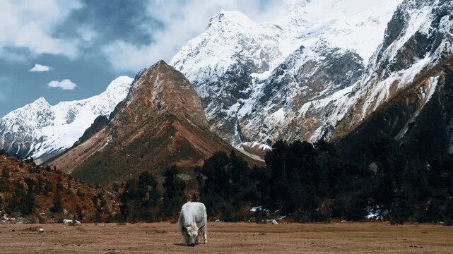Cinematic shot of a white yak grazing in a golden meadow beneath the towering snow-capped peaks of Nepal's Manaslu region.