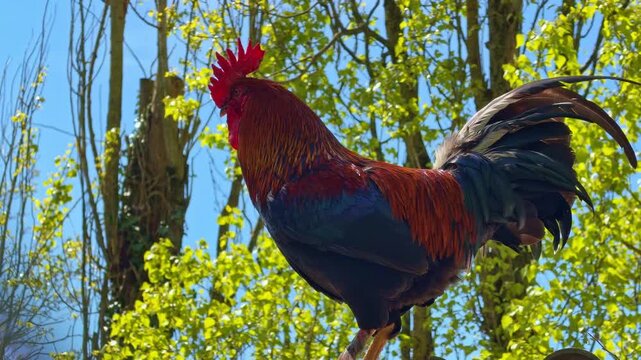 Colorful rooster with red comb perched against background of green foliage and blue sky. Close-up