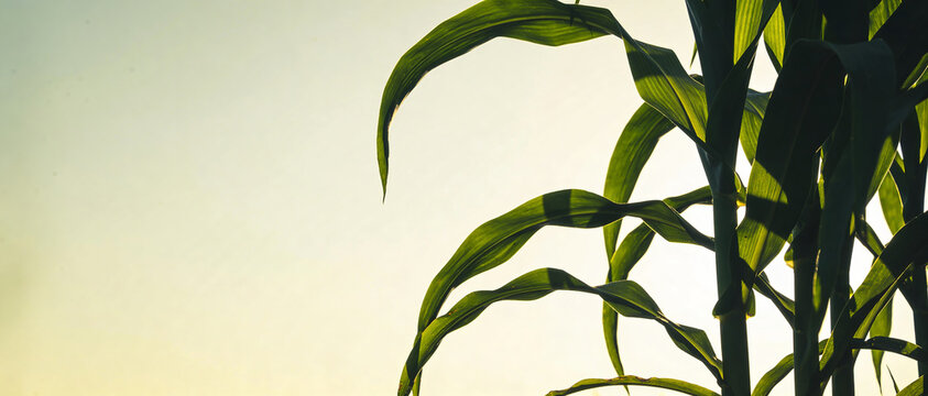 Green leaves of a young corn stalk close-up against a soft bright sky during golden sunset light.