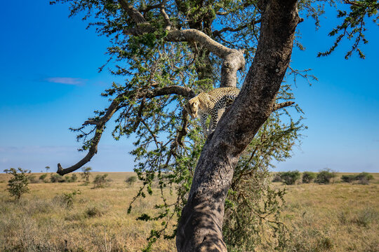 leopardo su albero