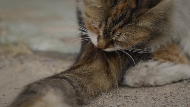 The Life of a domestic longhair cat 17