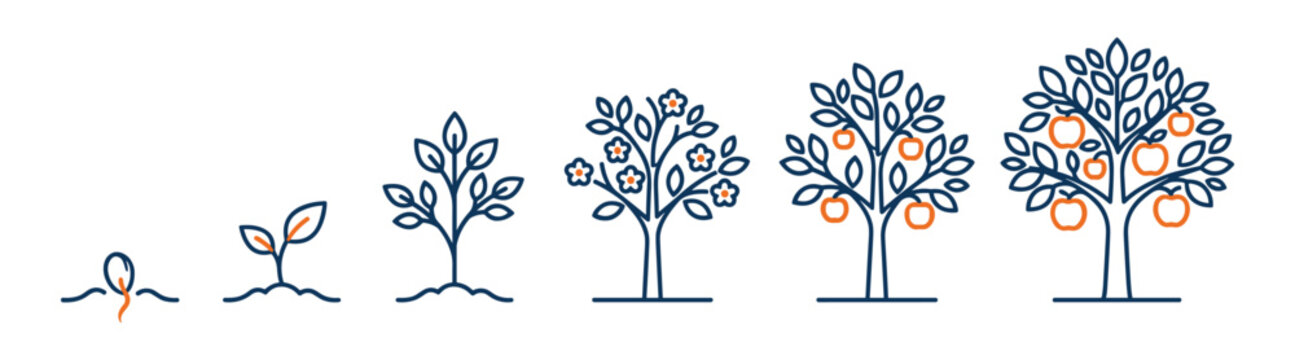 Growth cycle of apple tree from tiny seed to full fruit harvest