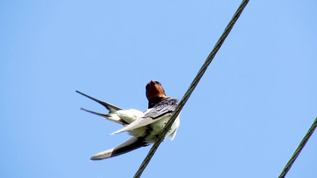 a swallow is sitting on a wire against a blue sky