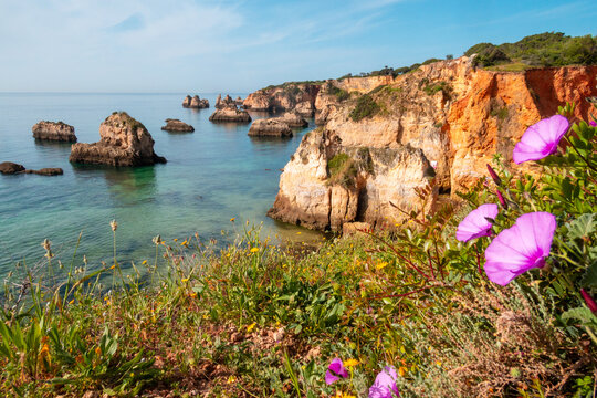 Falaises dor&eacute;es pittoresques avec des fleurs roses au premier plan pr&egrave;s d'Alvor en Algarve - Portugal