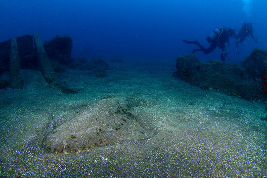 Buceadores nadando junto a Angelshark en Canarias	
