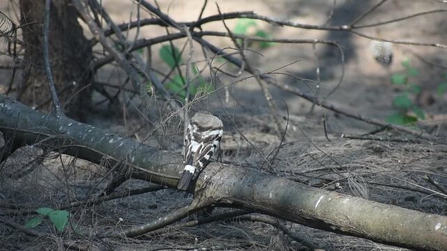 Eurasian hoopoe preening on a broken branch of coastal she-oak tree in morning sunlight near seaside plantation habitat. Natural wildlife footage captured outdoors in coastal environment.
