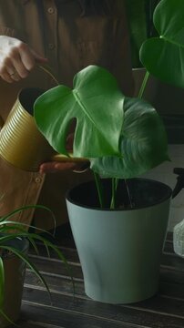 Vertical video. Home gardening. Woman waters monstera plant with watering can at home. Everyday routine.