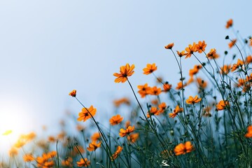Bright orange wildflowers sway gently in the warm sunlight against a clear blue sky © Rahmat