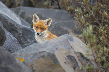 Fototapeta premium Young red fox cub in nature curious and to explore the world