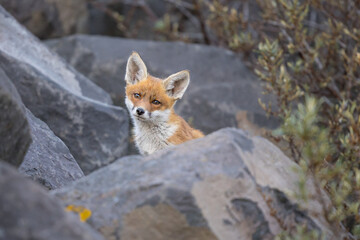 Fototapeta premium Young red fox cub in nature curious and to explore the world