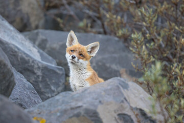 Fototapeta premium Young red fox cub in nature curious and to explore the world