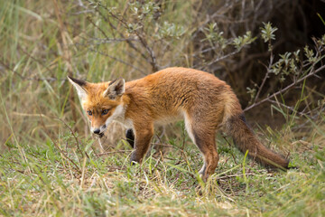 Fototapeta premium Young red fox cub in nature curious and to explore the world