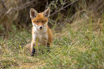 Fototapeta premium Young red fox cub in nature curious and to explore the world