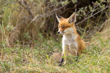 Fototapeta premium Young red fox cub in nature curious and to explore the world