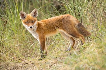 Fototapeta premium Young red fox cub in nature curious and to explore the world