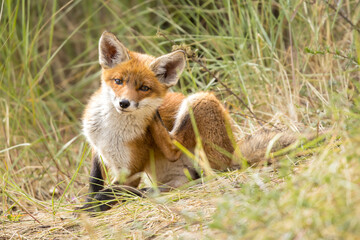 Fototapeta premium Young red fox cub in nature curious and to explore the world