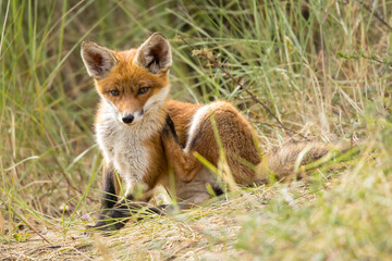 Fototapeta premium Young red fox cub in nature curious and to explore the world