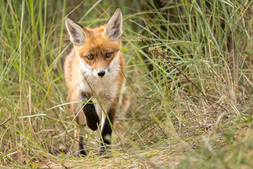 Fototapeta premium Young red fox cub in nature curious and to explore the world