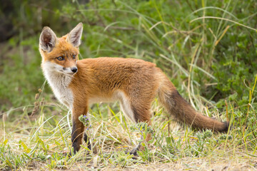Fototapeta premium Young red fox cub in nature curious and to explore the world