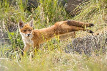 Fototapeta premium Young red fox cub in nature curious and to explore the world