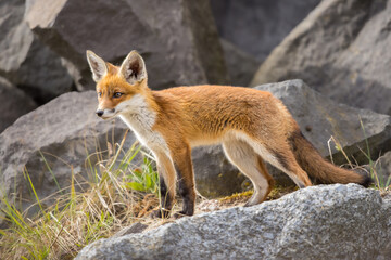 Fototapeta premium Young red fox cub in nature curious and to explore the world