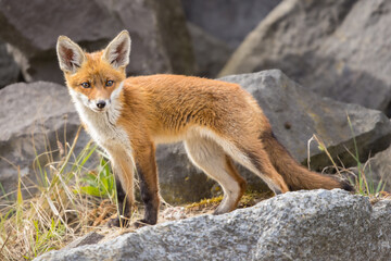 Fototapeta premium Young red fox cub in nature curious and to explore the world