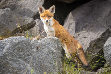 Fototapeta premium Young red fox cub in nature curious and to explore the world
