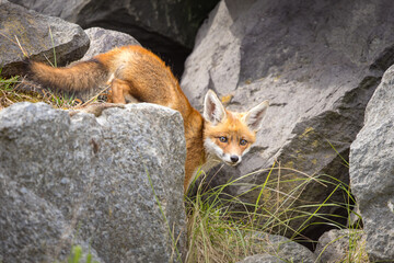 Fototapeta premium Young red fox cub in nature curious and to explore the world