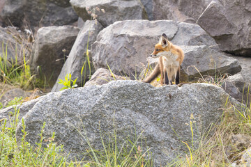 Fototapeta premium Young red fox cub in nature curious and to explore the world