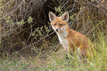 Fototapeta premium Young red fox cub in nature curious and to explore the world