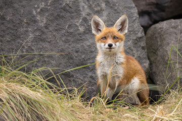Fototapeta premium Young red fox cub in nature curious and to explore the world