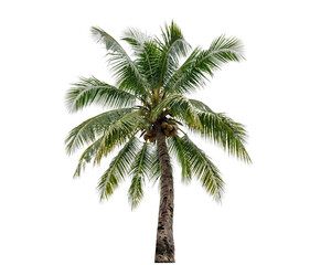 Fototapeta premium Tall coconut palm tree with green fronds and brown coconuts captured in a detailed photograph isolated on transparent background
