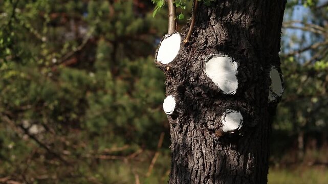 Tree trunk after sanitary pruning with treated cut areas. Close-up of tree trunk with rough textured bark. Cut areas are carefully painted with white paint to protect against pests, fungi and diseases