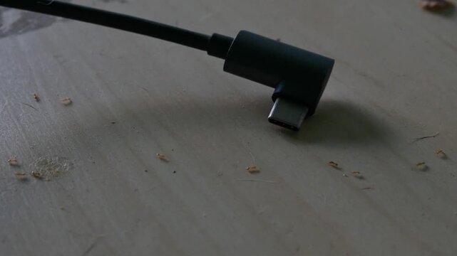 Macro closeup of tiny ants swarming on dusty floor surface near book insect pest infestation indoor concept