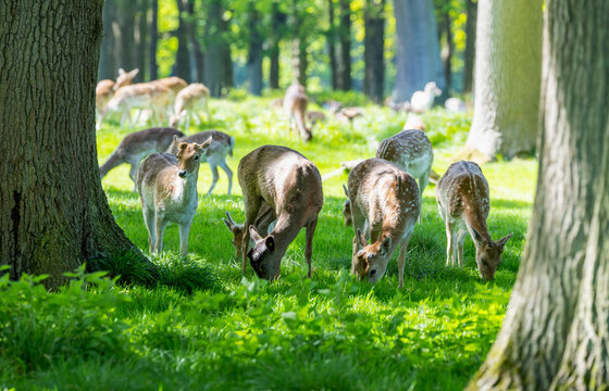 European fallow deer grazing grass between trees in park. Wild tagged animals with brown coats. Phoenix Park, Dublin, Ireland