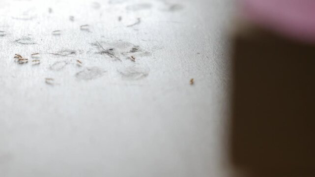 Macro closeup of tiny ants swarming on dusty floor surface near book insect pest infestation indoor concept