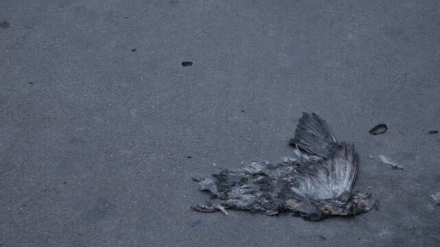 Dead bird remains with feathers on cracked concrete sidewalk pavement urban street outdoor nature decay mortality concept