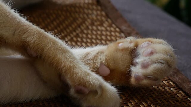 Closeup of orange tabby cat front paws and hind paw showing pink toe pads and fur detail on woven mat