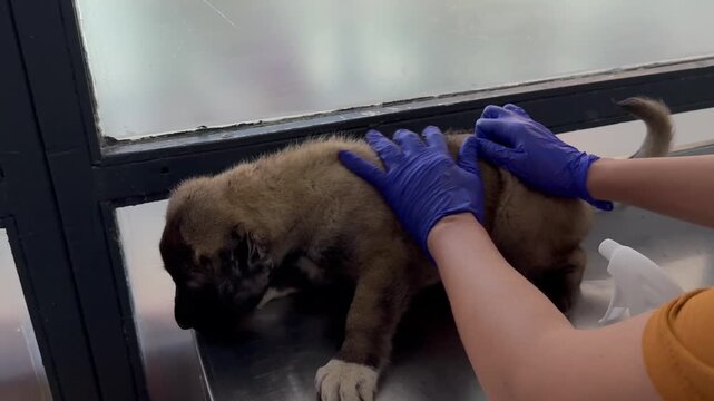Puppy veterinary examination. dog in a veterinary clinic. parasite treatment,