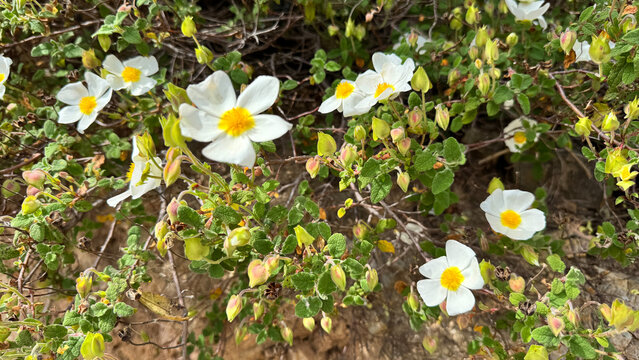 Cistus rockrose blooms along Canj coastline near Kraljichna beach in Montenegro
