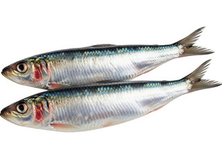 Fototapeta premium Fresh raw sardines with shimmering silver scales, pair of whole mediterranean pilchard fish, organic seafood ingredients for healthy cooking, small oily fish rich in omega-3 fatty acids