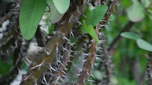 Closeup sharp thorns and spines on crown of thorns Euphorbia milii stem macro detail texture dangerous tropical plant