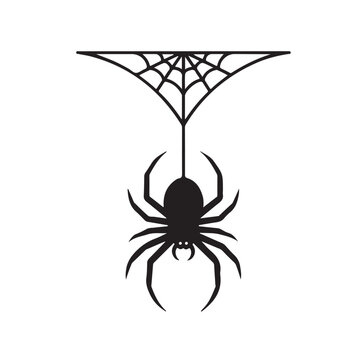 Spider hanging on cobweb on a white background